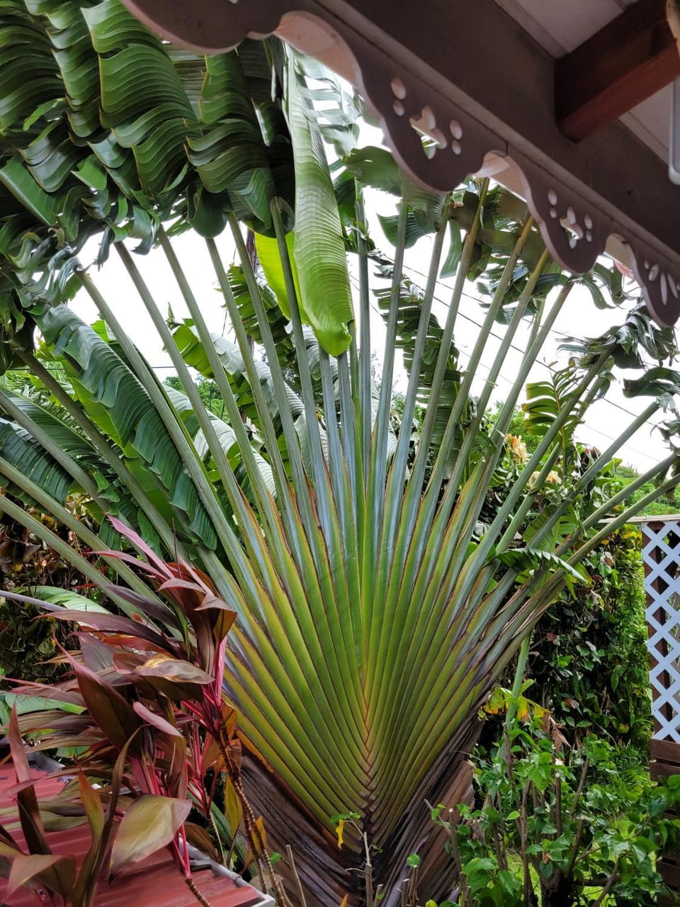 Garden view