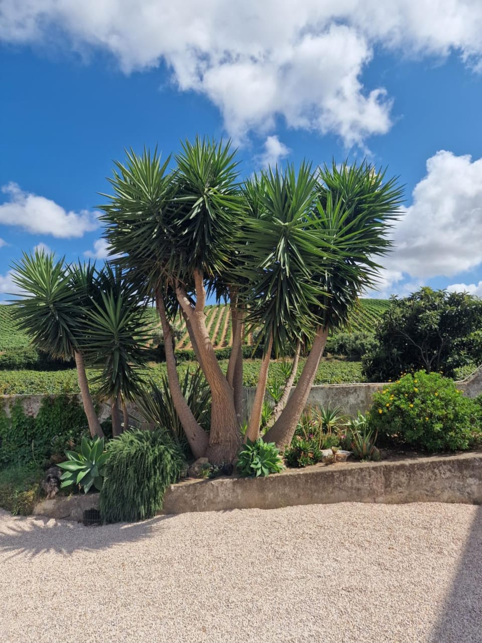 Natural landscape, Garden