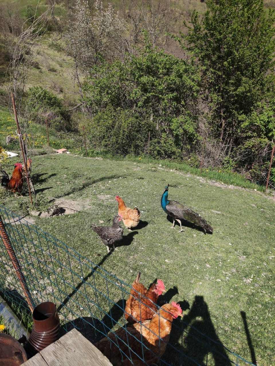 Property building, Garden, Animals