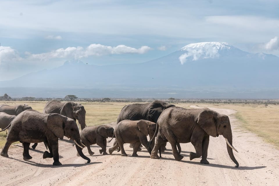 Day, Animals