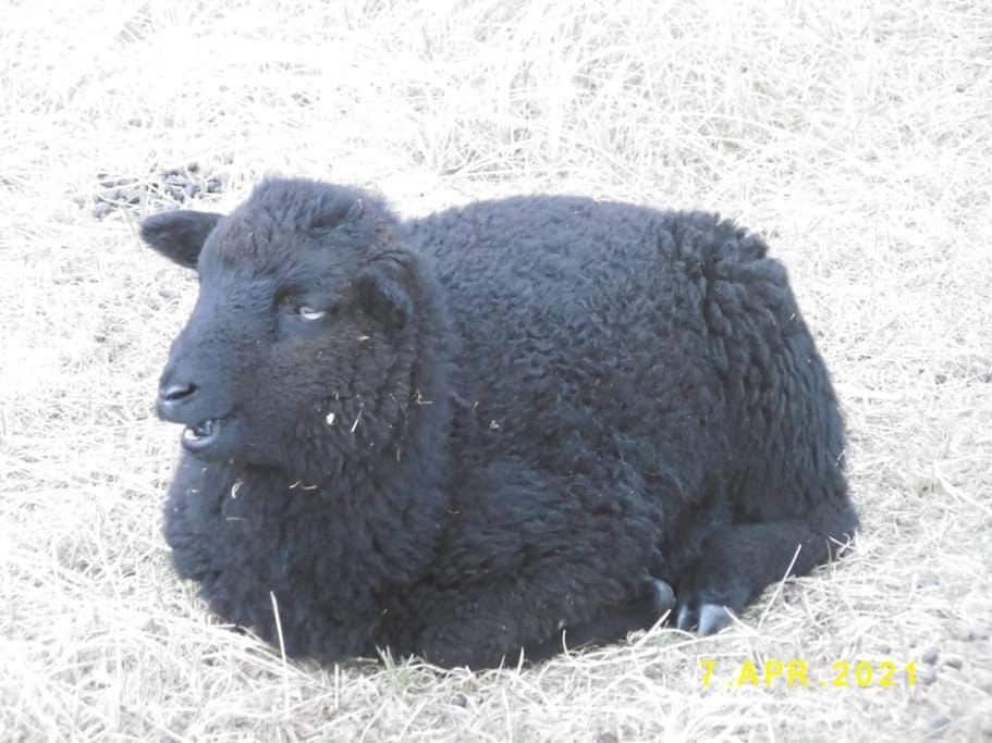 Off site, Animals