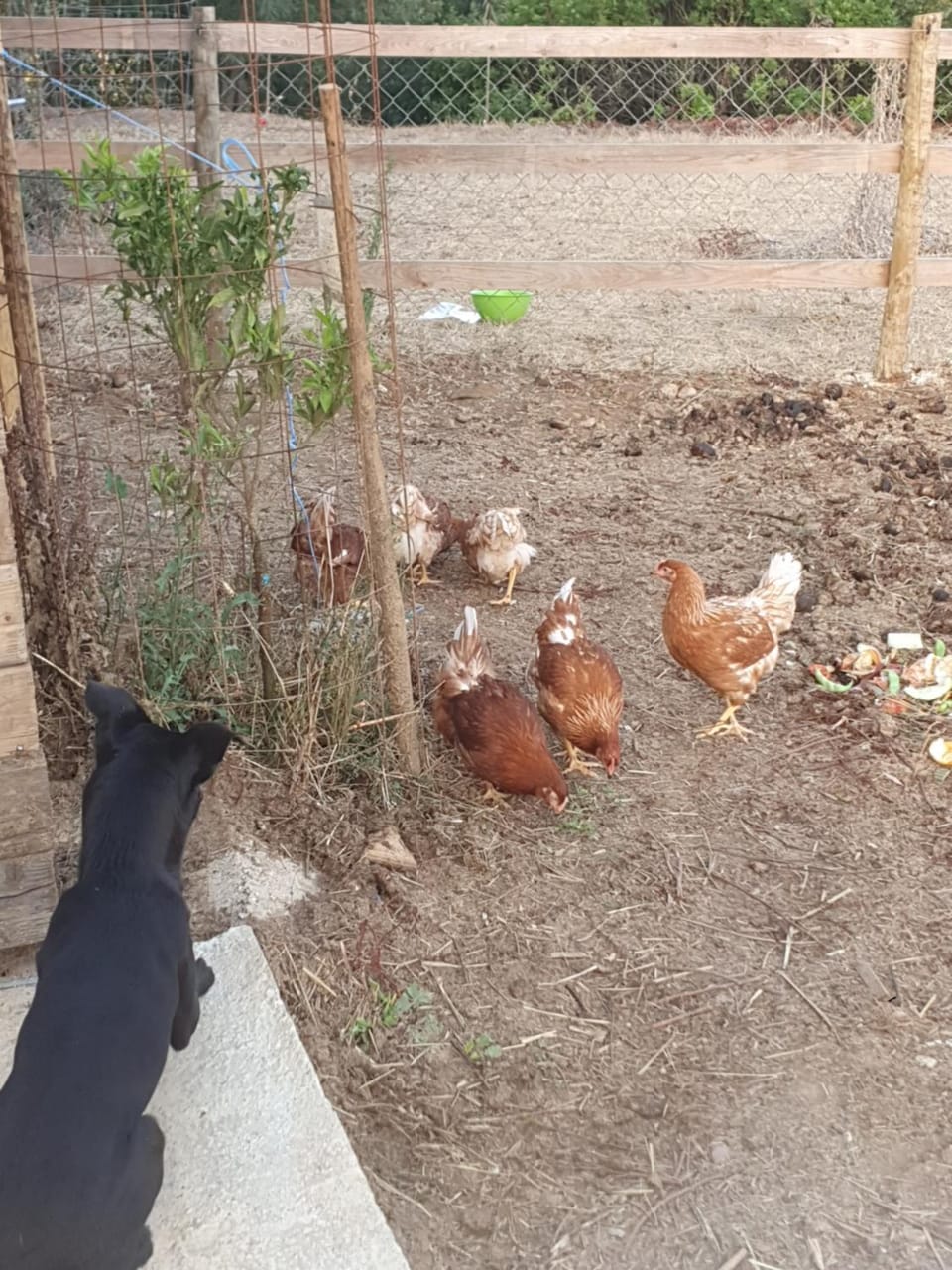 Animals