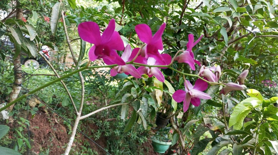 Natural landscape, Garden