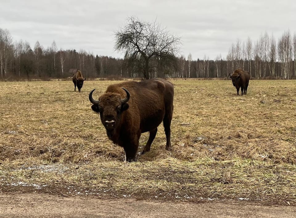 Zubrowa Ostoja Farm Stay in Belarus