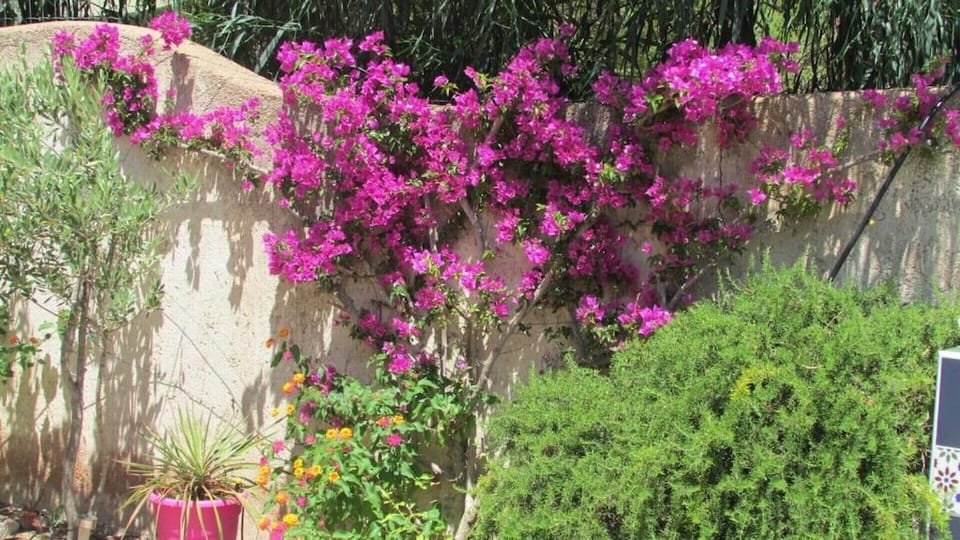 Spring, Day, Garden