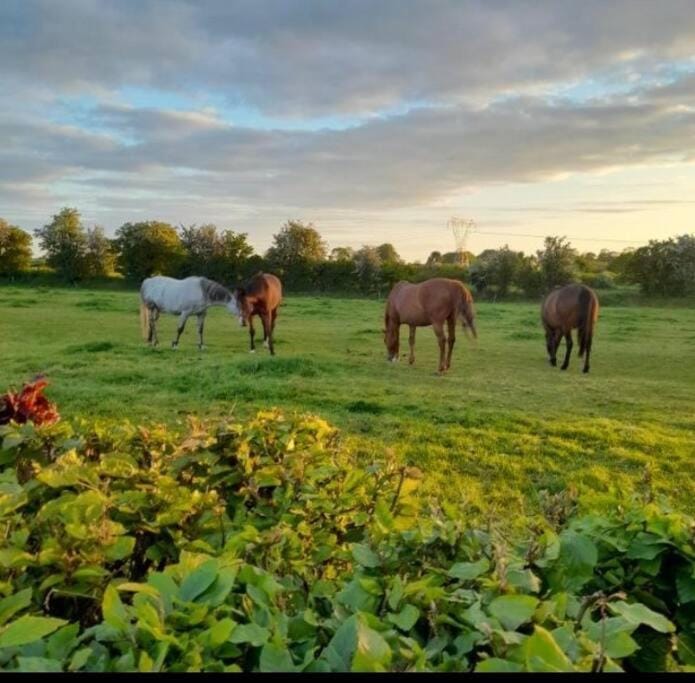 The Hollow House in Wicklow, Co. Wicklow, Ireland
