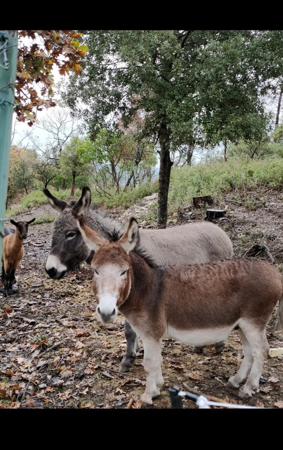 Animals