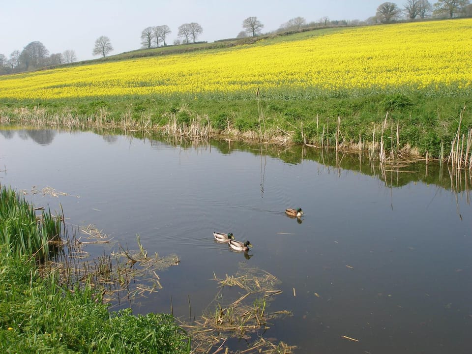 Brambles Bed and Breakfast Hotel in Taunton Deane