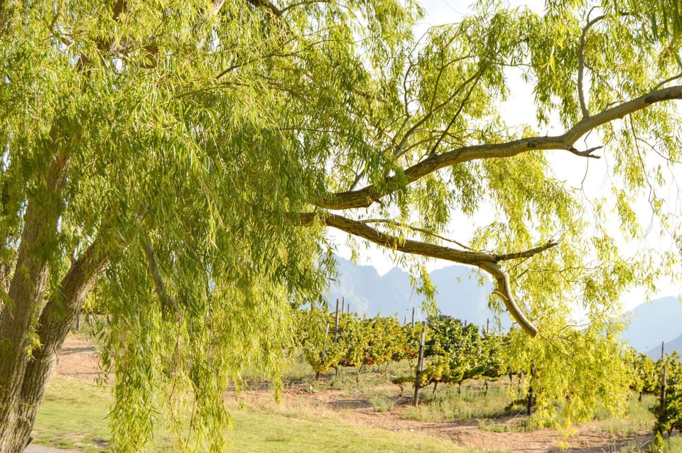 Maison Montagne at Dieu Donne Vineyards Hotel in Franschhoek