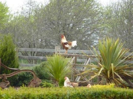 Hazelcreek Cottages Hotel in Tasmania