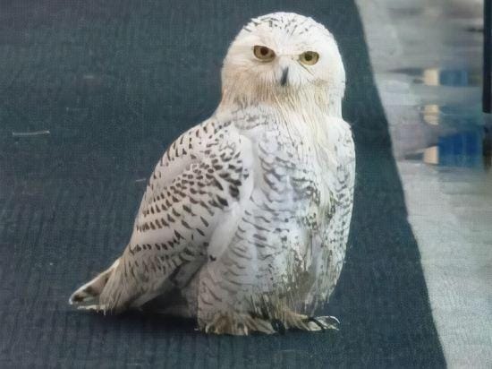 Glen Lyon Inn Hotel in Port Hardy