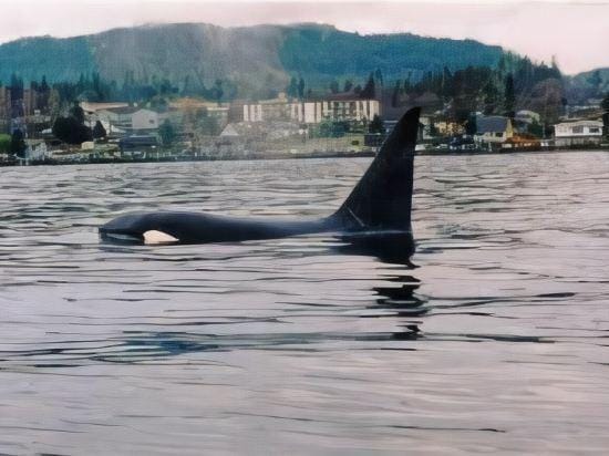 Glen Lyon Inn Hotel in Port Hardy