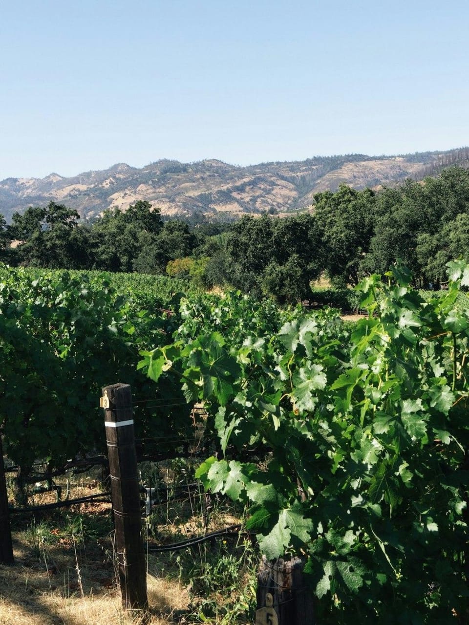 Le Petit Pali St Helena Hotel in Napa Valley