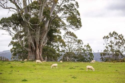 3 Hills at The Good Place Hotel in Tasmania