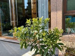 zhujiajian chenxing Hotel Hotel in Zhejiang