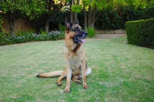 Edelweiss Bed & Breakfast Hotel in Stellenbosch