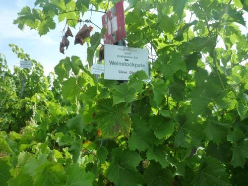 biozertifiziertes Hotel Hopfigheimer Hof mit Wein-Shop Hotel in Baden-Württemberg