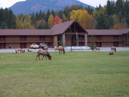 Cowlitz River Lodge Hotel in Washington