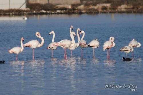 B&B Stella Marina Hotel in Province of Foggia