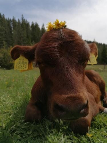 Къща за гости Камината Hotel in Decentralized Administration of Macedonia and Thrace