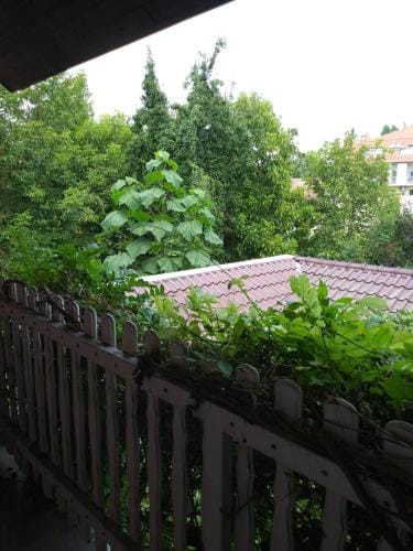 Balogh vendeghaz Hotel in Szeged