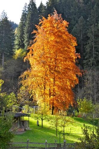 Gastehaus Pension Edelweiss Hotel in Tyrol