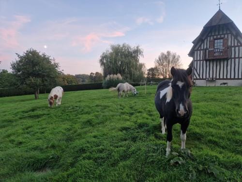Relais equestre du Miloir - chambres d'hotes Hotel in Normandy