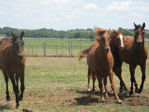 Agriturismo Monsereno Horses Hotel in Province of Lecco