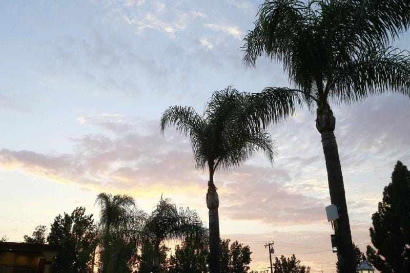 Sky Palm Motel Hotel in Orange