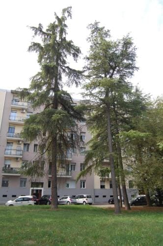 Orchidea Hotel in Bologna