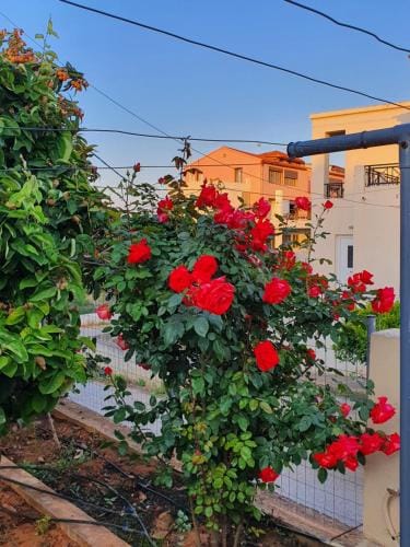 Chania Casa Portokali Hotel in Crete