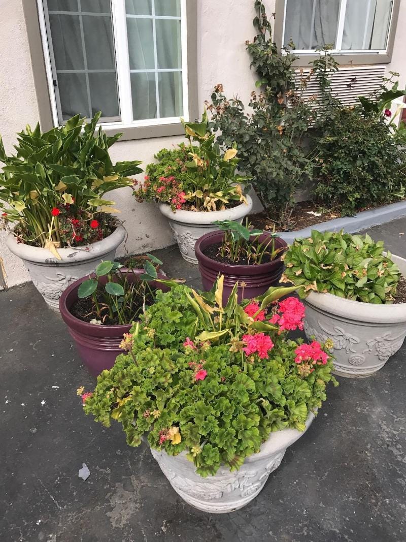 Geneva Motel Daly City Hotel in Daly City