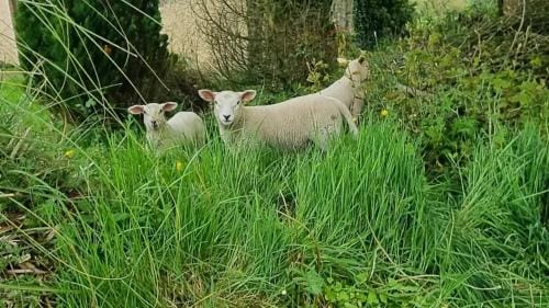 Dutchdream b&b logcabin Hotel in Meath, Co. Meath, Ireland