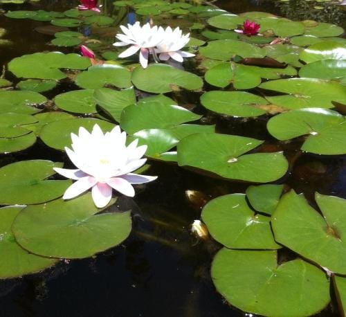 Le lotus zen Hotel in Canton of Vaud