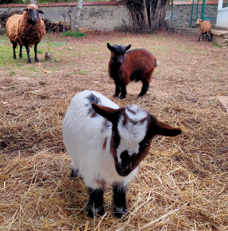 Chez Aurélia Hotel in Normandy