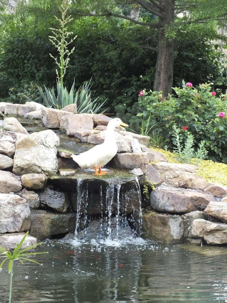 Montrose Farms Alpaca Ranch Hotel in Indiana