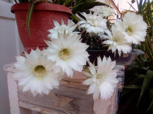 Rooms Baba Lazanja Hotel in Split