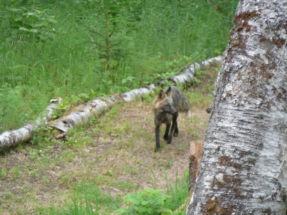 Meandering Moose Lodging Hotel in Talkeetna