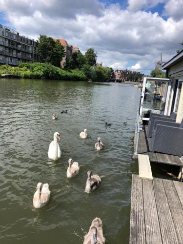 Luxury studio on Robs houseboat special for couples Hotel in Amsterdam