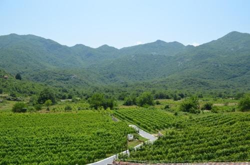 Markovic Winery and Estate apartments Hotel in Montenegro