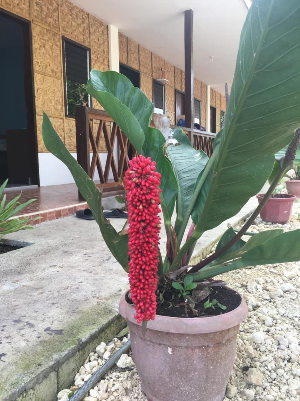 Panglao Rainbow Inn Inn in Panglao