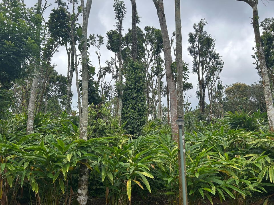 Beaumont Plantation Retreat Resort in Kerala