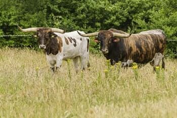 Knaplund Destillery Hotel in Region of Southern Denmark