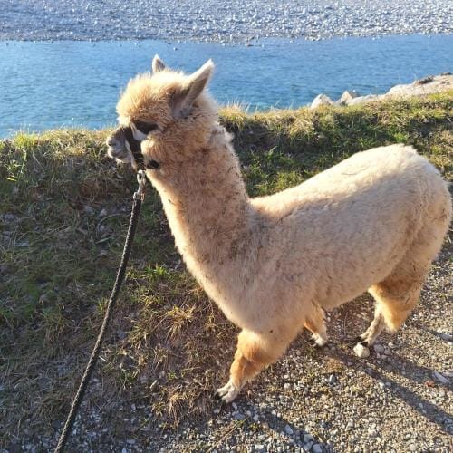 Bed and Breakfast MON AMOUR Hotel in Friuli-Venezia Giulia