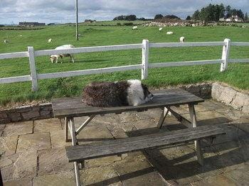 Hillcrest B&B Hotel in County Sligo