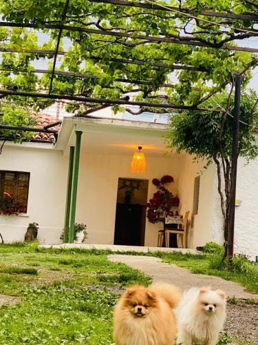 Guesthouse Vitoria - Mrizi i Zanave Hotel in Montenegro