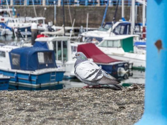 Marina View - 3 Bedroom Apartment - Milford Marina Hotel in Wales