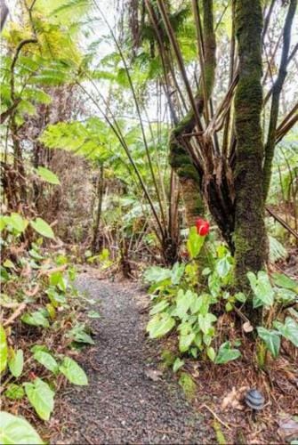 Hale Kumu La'au- A'a Lodge in Volcano