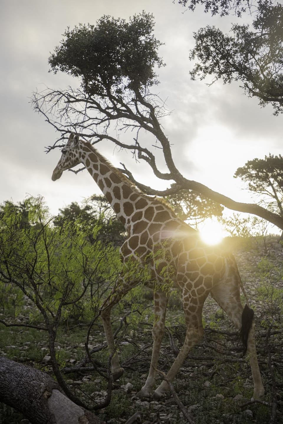 Y.O. Ranch Headquarters Hotel in Rio Grande