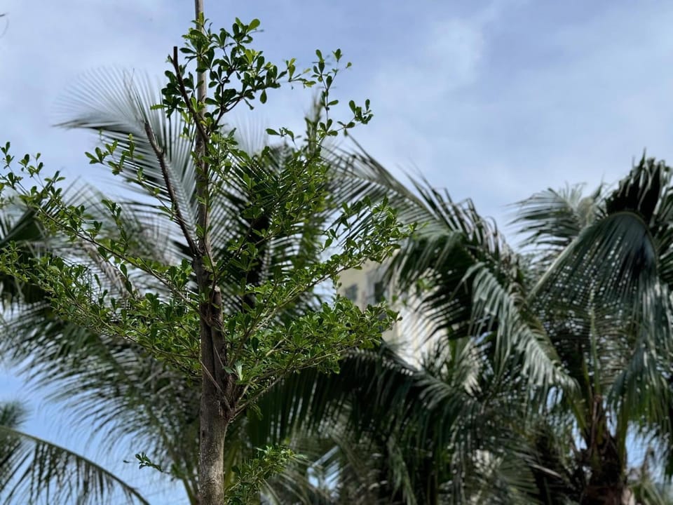 Wanderlust garden inn Hotel in Phan Thiet